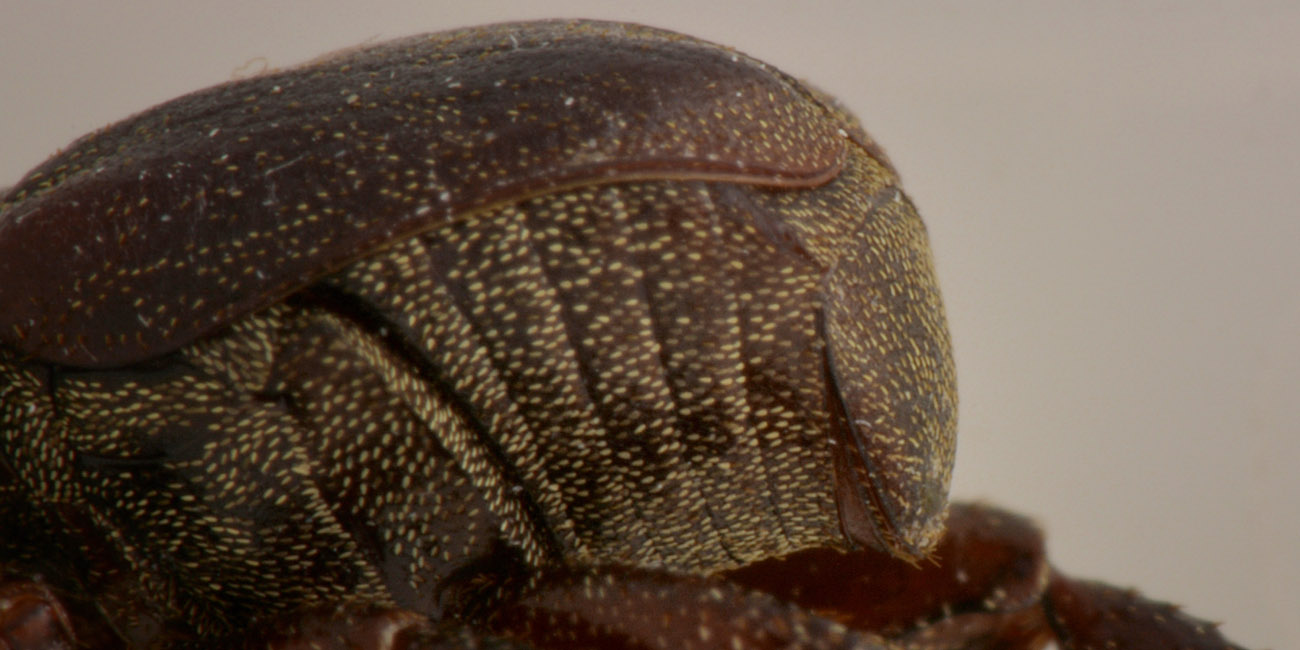 Rutelidae: Hoplia brunnipes